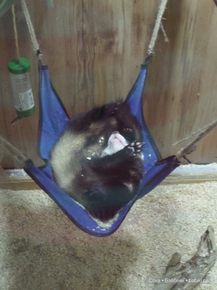 Мы ходили в зоопарк | Бэйбики Мы ходили в зоопарк — Болталка и разговоры обо всем: жизнь