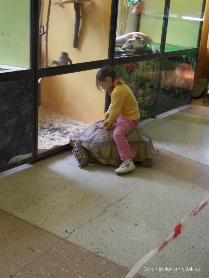 Мы ходили в зоопарк | Бэйбики Мы ходили в зоопарк — Болталка и разговоры обо всем: жизнь