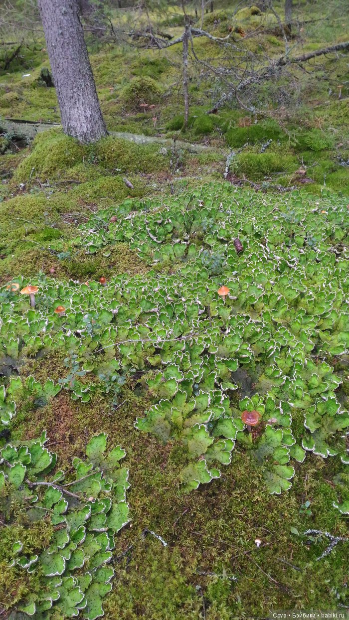 Осенний и зимний образ шарнирной куклы Машули (фото 4)