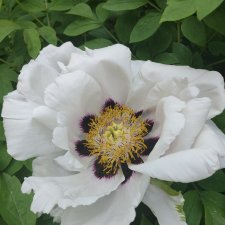 Весна в моём дворе