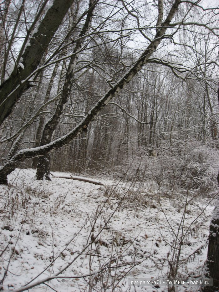 Встретились осень с зимою в конце ноября (фото 6)