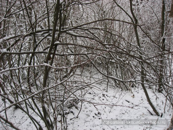 Встретились осень с зимою в конце ноября (фото 7)