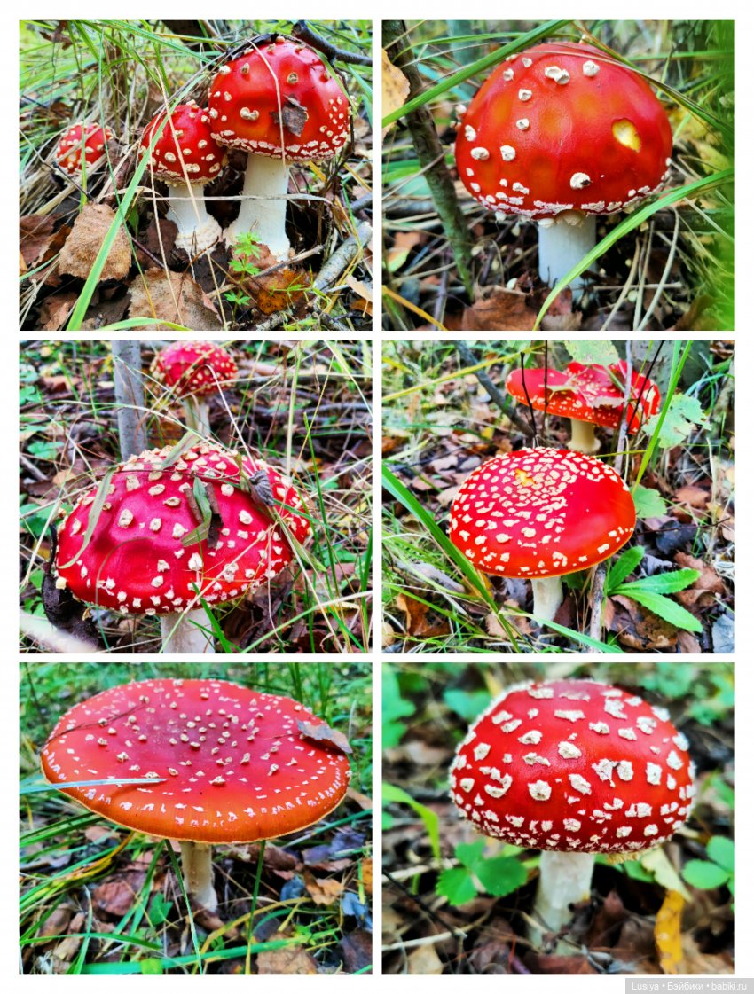 Из жизни мухоморов 🍄🍄 (осторожно: много фото 😊)