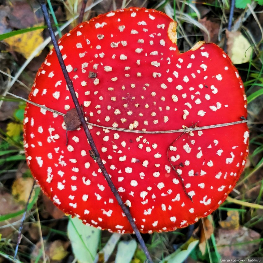 Из жизни мухоморов 🍄🍄 (осторожно: много фото 😊) (фото 3)