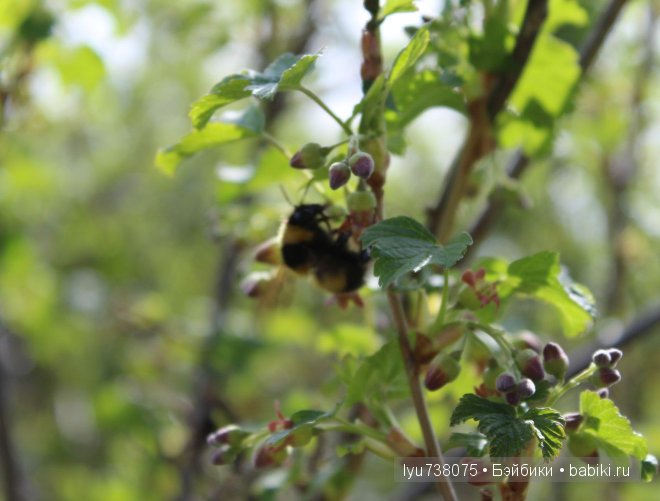 Наконец и к нам пришло лето. Малыши-реалики на природе