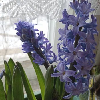 Гиацинты на окне