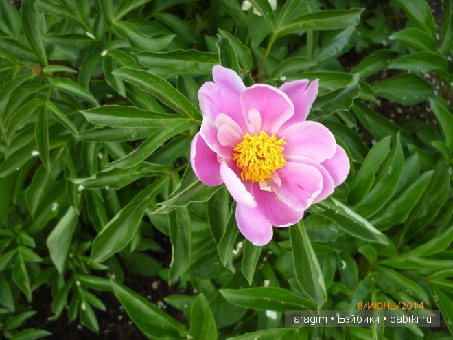 "В моём саду, Ланфрен-ланфра" - или одежда для Baby Face своими руками (фото 4)