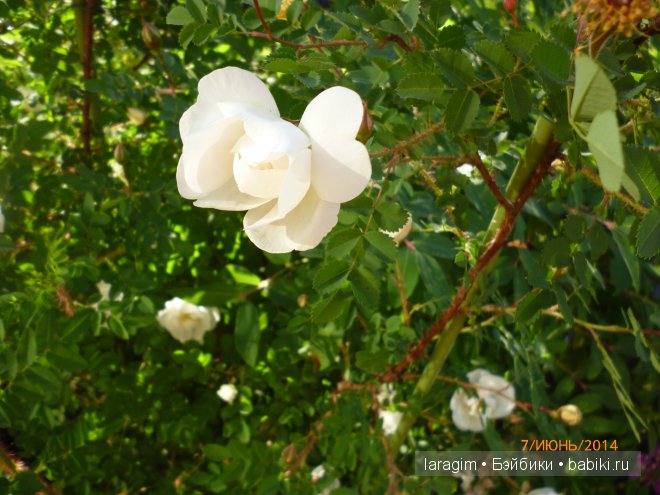 "В моём саду, Ланфрен-ланфра" - или одежда для Baby Face своими руками