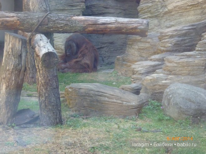 Московский зоопарк или мое большое путешествие