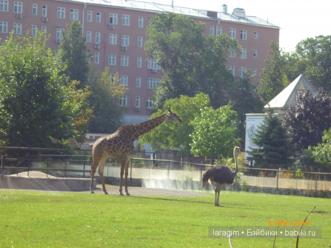 Московский зоопарк или мое большое путешествие (фото 7)