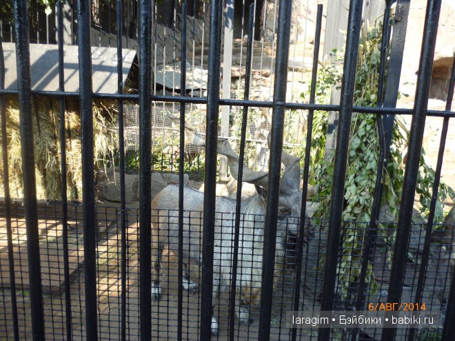 Московский зоопарк или мое большое путешествие (фото 4)
