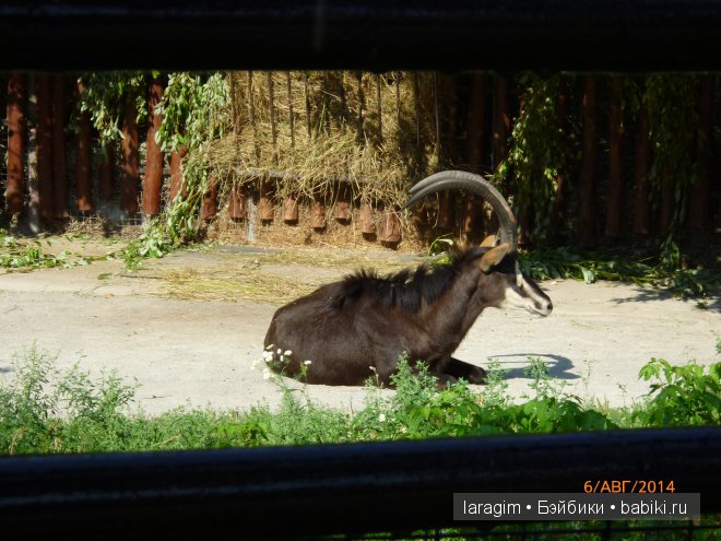 Московский зоопарк или мое большое путешествие