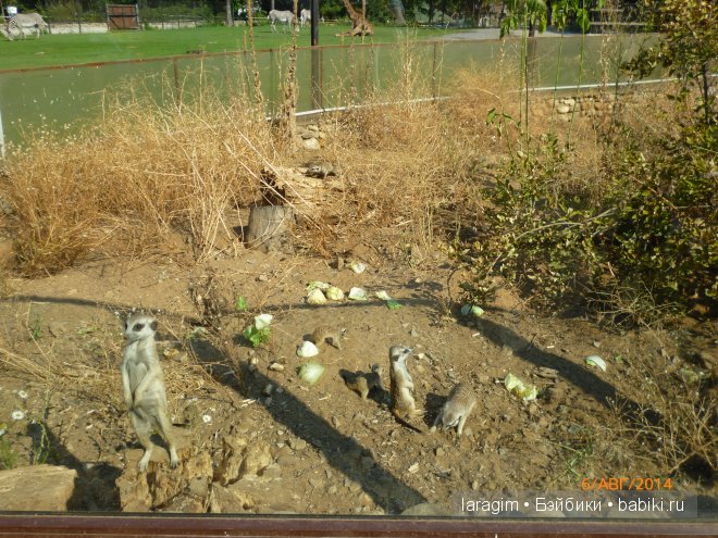 Московский зоопарк или мое большое путешествие