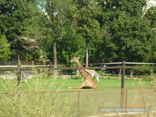 Московский зоопарк или мое большое путешествие