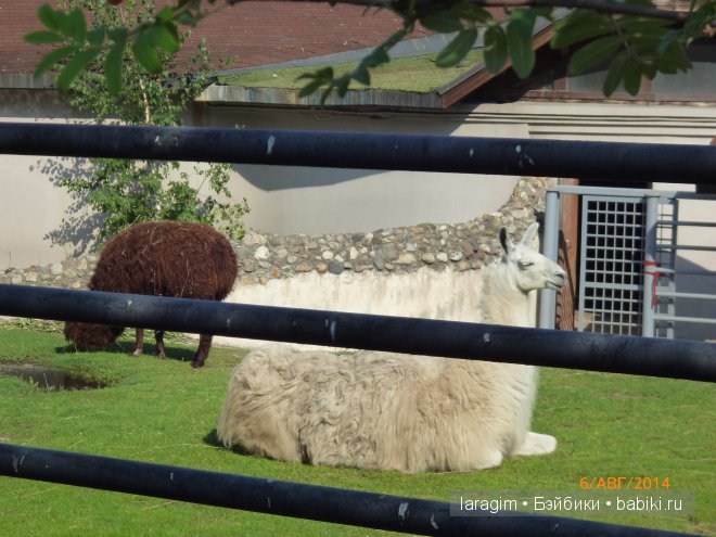 Московский зоопарк или мое большое путешествие