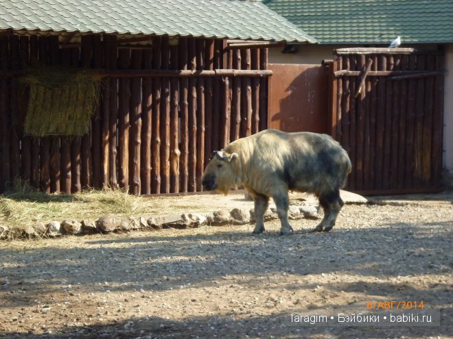 Московский зоопарк или мое большое путешествие