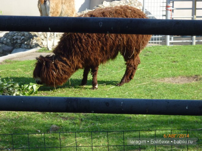 Московский зоопарк или мое большое путешествие