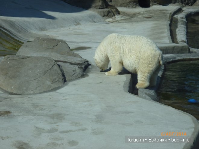 Московский зоопарк или мое большое путешествие