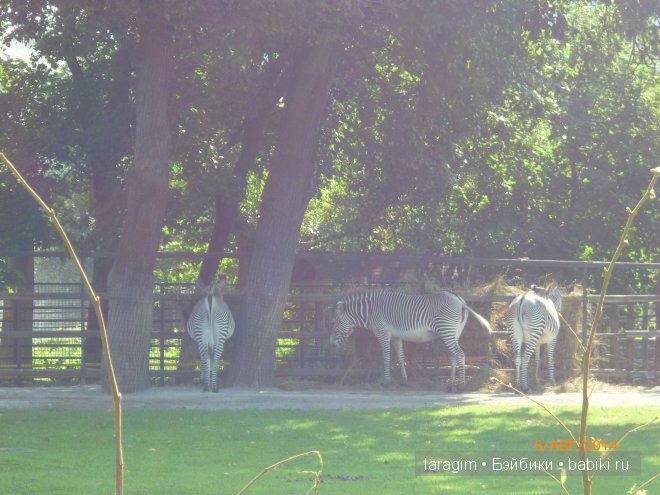 Московский зоопарк или мое большое путешествие (фото 6)