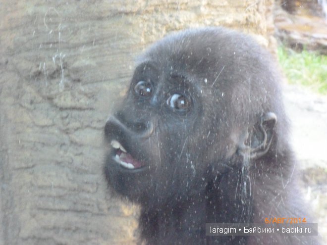 Московский зоопарк или мое большое путешествие