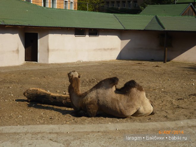 Московский зоопарк или мое большое путешествие (фото 9)