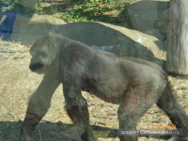 Московский зоопарк или мое большое путешествие