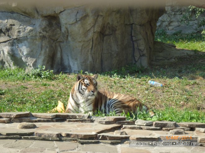 Московский зоопарк или мое большое путешествие