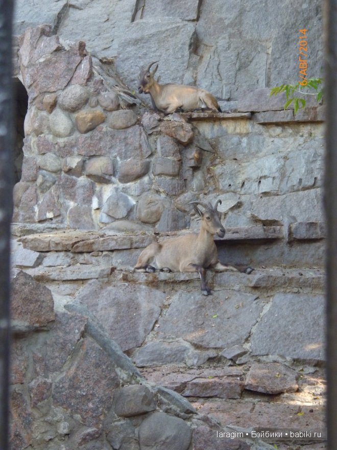 Московский зоопарк или мое большое путешествие (фото 3)