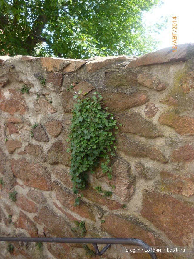 Очаровательный Мейсен или мое большое путешествие