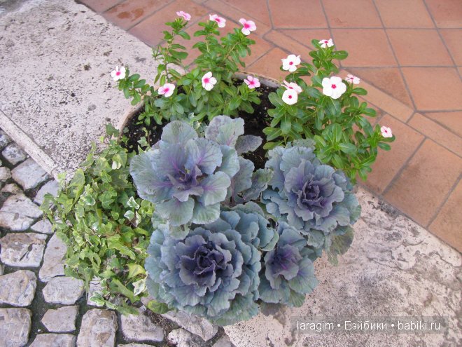 Benissimo! Ти́воли, Вилла д’Эсте или мое большое путешествие (фото 4)