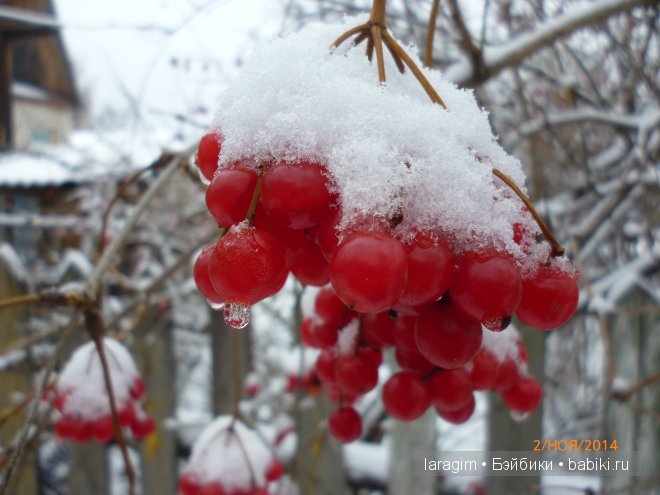 "Первый снег" или ... одежда для Minouche от Sylvia Natterer своими руками | Бэйбики "Первый снег" или ... одежда для Minouche от Sylvia Natterer своими руками