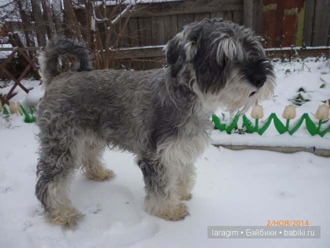 "Первый снег" или ... одежда для Minouche от Sylvia Natterer своими руками | Бэйбики "Первый снег" или ... одежда для Minouche от Sylvia Natterer своими руками