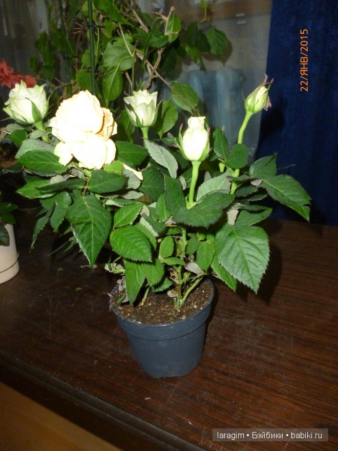 "Упала шляпа" или валяем шляпу для куклы, попытка № 2 | Бэйбики "Упала шляпа" или валяем шляпу для куклы, попытка № 2