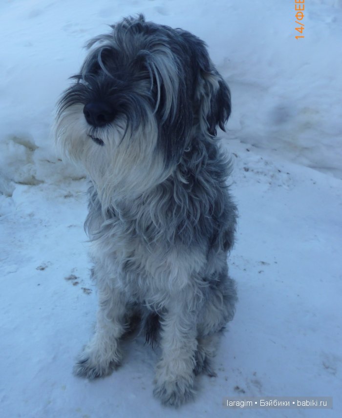 "Весна идет - весне дорогу" или... одежда для Minouche от Sylvia Natterer своими руками