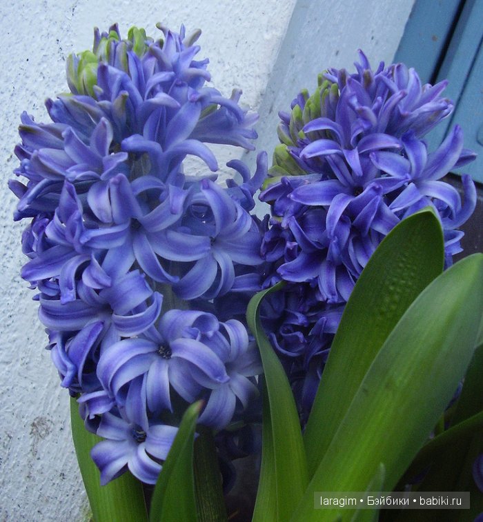 "Голубые розы", 8 Марта или ...одежда для Wichtel от Rosemarie Müller своими руками | Бэйбики "Голубые розы", 8 Марта или ...одежда для Wichtel от Rosemarie Müller своими руками (фото 3)