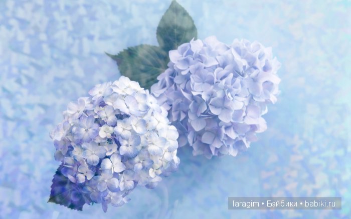 "Голубые розы", 8 Марта или ...одежда для Wichtel от Rosemarie Müller своими руками | Бэйбики "Голубые розы", 8 Марта или ...одежда для Wichtel от Rosemarie Müller своими руками (фото 5)