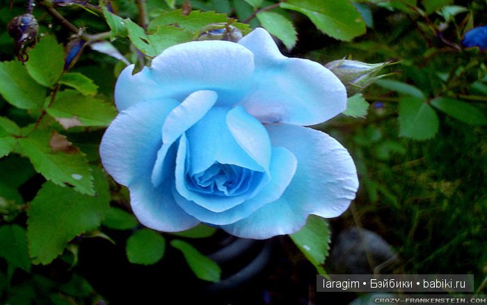 "Голубые розы", 8 Марта или ...одежда для Wichtel от Rosemarie Müller своими руками | Бэйбики "Голубые розы", 8 Марта или ...одежда для Wichtel от Rosemarie Müller своими руками (фото 6)