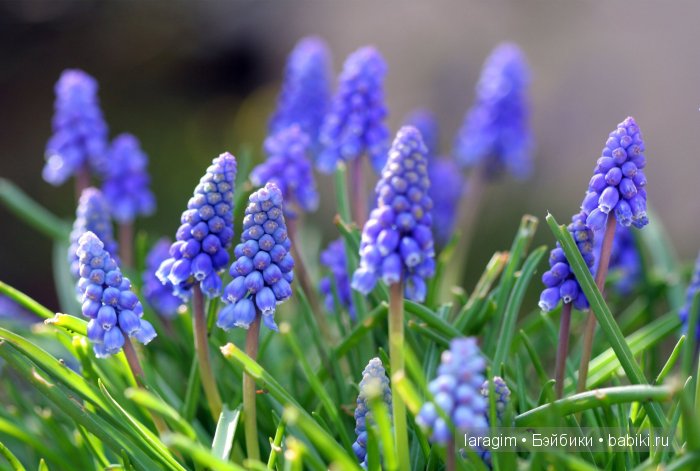 "Голубые розы", 8 Марта или ...одежда для Wichtel от Rosemarie Müller своими руками | Бэйбики "Голубые розы", 8 Марта или ...одежда для Wichtel от Rosemarie Müller своими руками (фото 4)