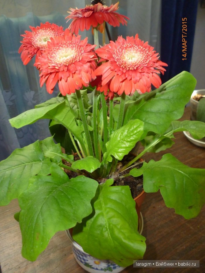 "Весеннее обострение" или ... да здравствует винтаж, куклы Sсhаlkau