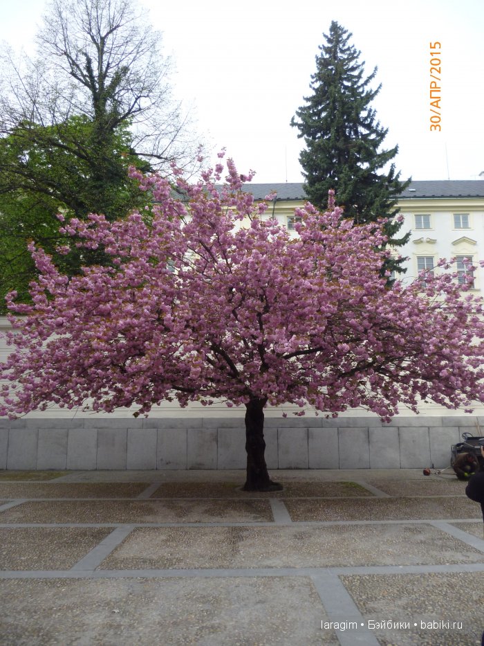 Пражские каникулы или мое большое путешествие (фото 5)