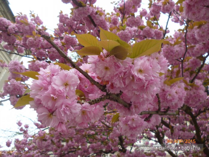 Пражские каникулы или мое большое путешествие (фото 6)