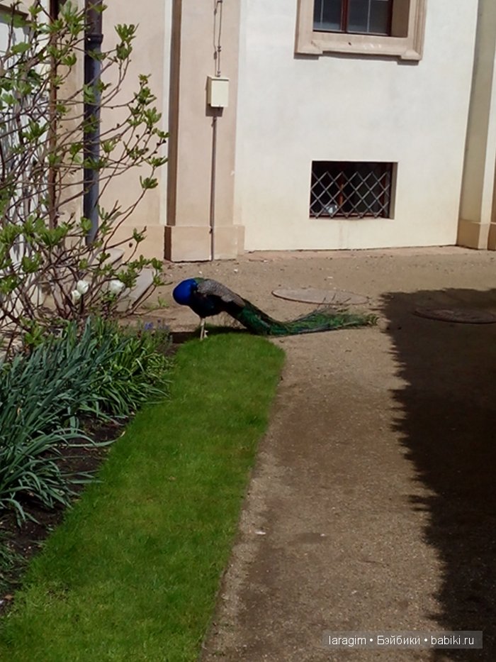 Все в сад! или мое большое путешествие (фото 6)