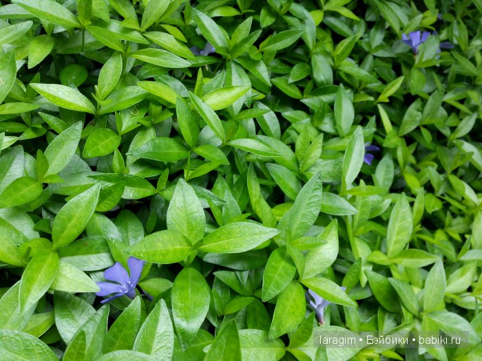 Все в сад! или мое большое путешествие