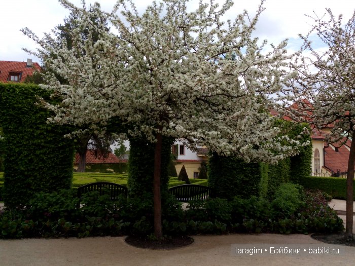Еврейский город, Влтава и Все в сад ... или мое большое путешествие