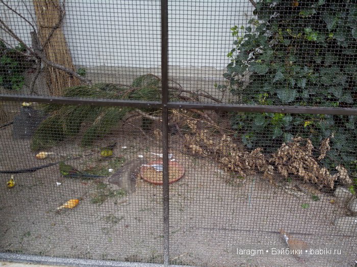 Еврейский город, Влтава и Все в сад ... или мое большое путешествие