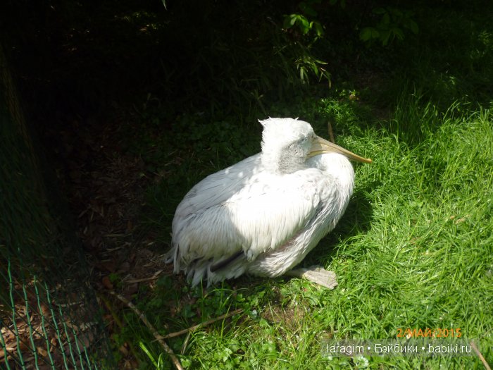 Пражский зоопарк ... или мое большое путешествие
