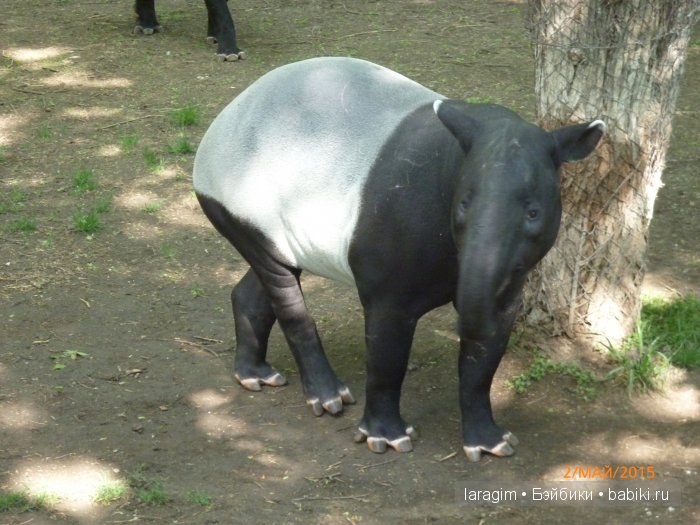 Пражский зоопарк ... или мое большое путешествие (фото 6)