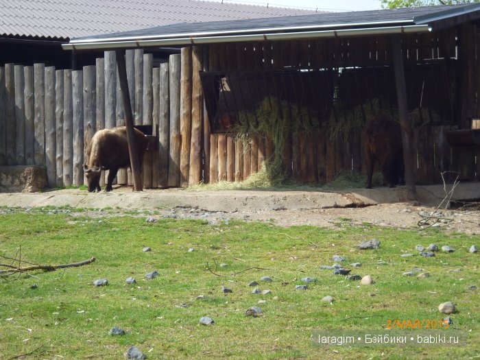 Пражский зоопарк ... или мое большое путешествие