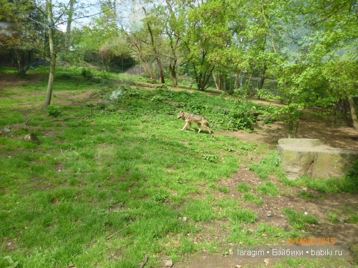 Пражский зоопарк ... или мое большое путешествие