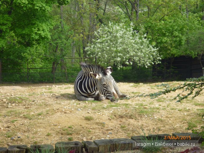 Пражский зоопарк ... или мое большое путешествие